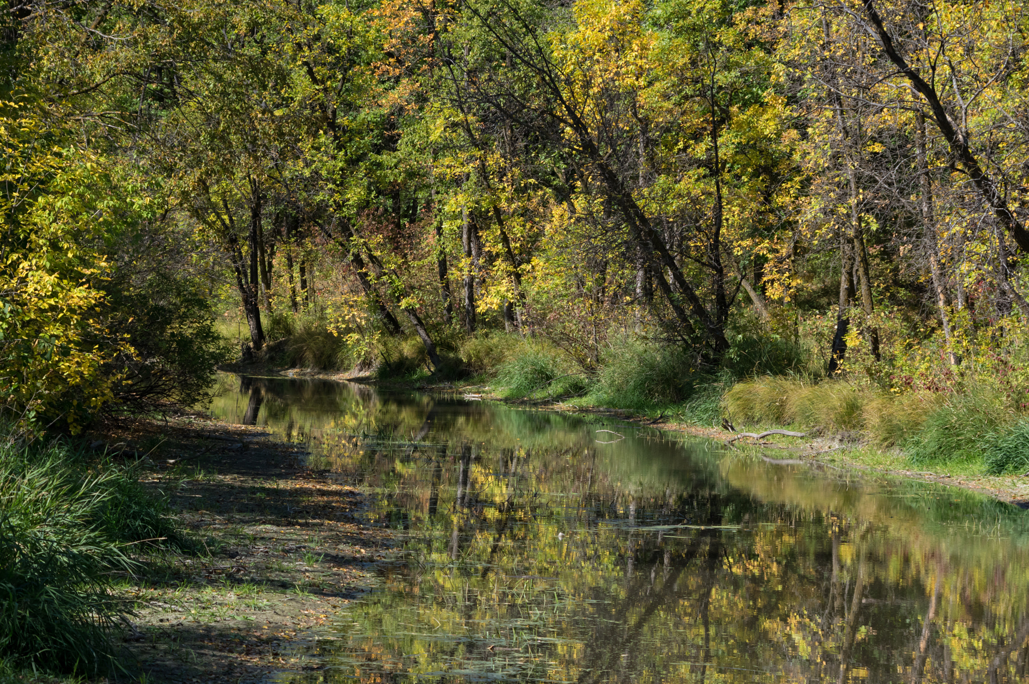 REFLECTIONS OF AUTUMN