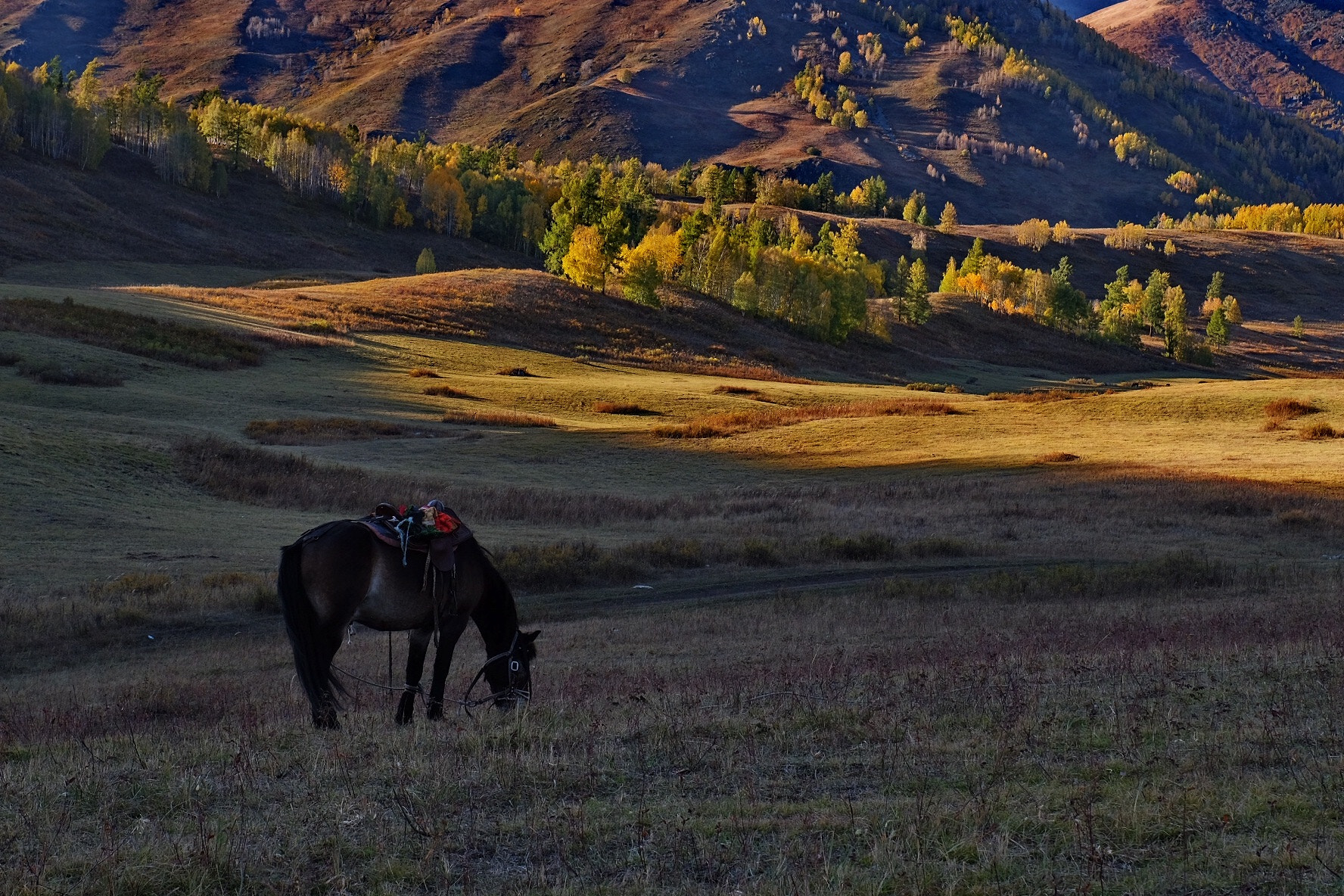 テッドベット新規