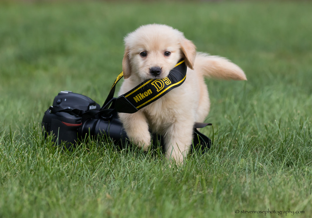 Got his paws on a D5 by Steven Rose on 500px.com