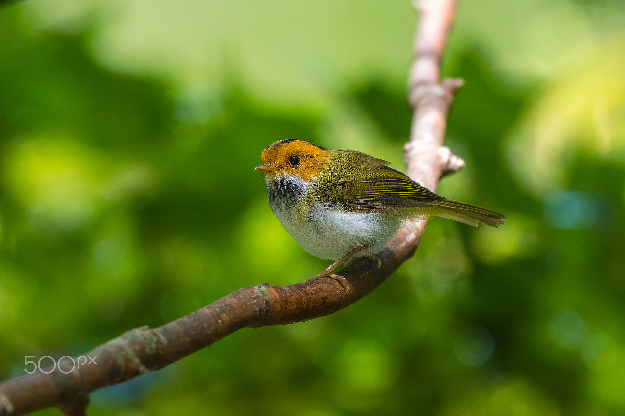 Abroscopus albogularis