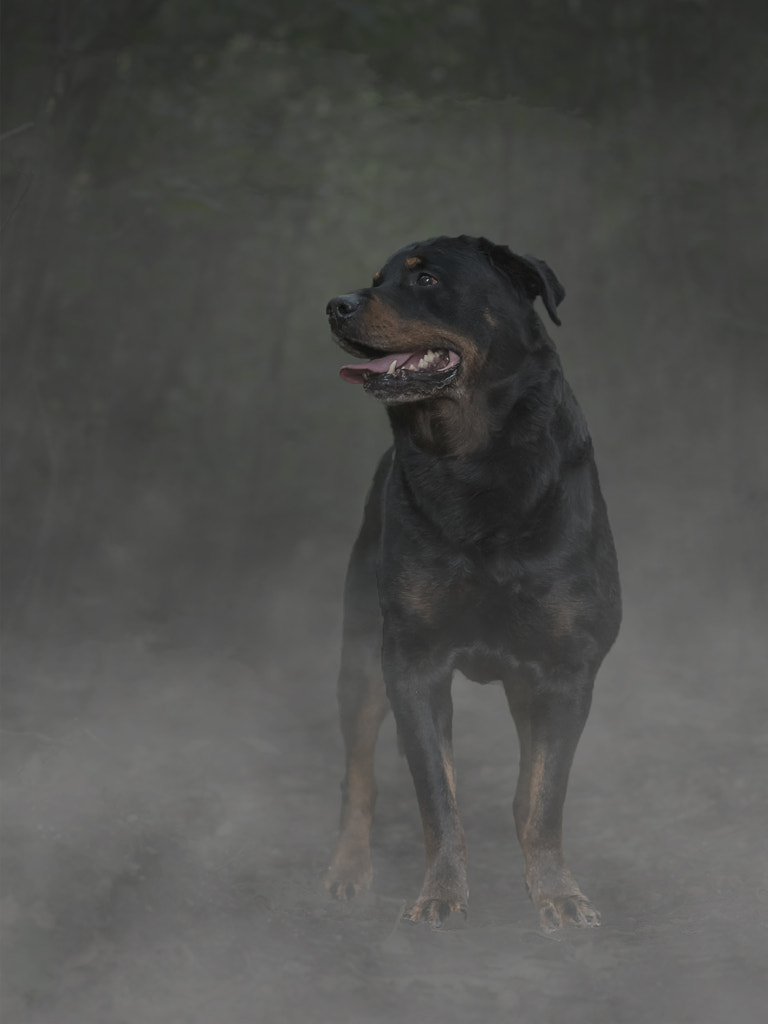 Diesel the Rottweiler by Jessica Blokland-van Diën / 500px