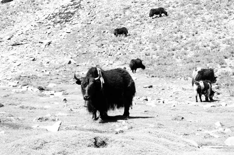 500px.comのinterphotoreceptor matrixさんによる1996 China, Tibet, Nepal