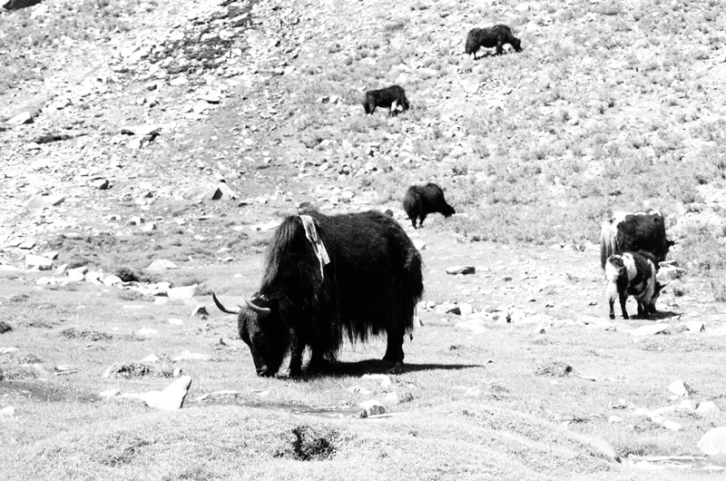 500px.comのinterphotoreceptor matrixさんによる1996 China, Tibet, Nepal
