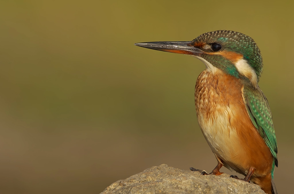 Alcedo atthis - Kingfisher