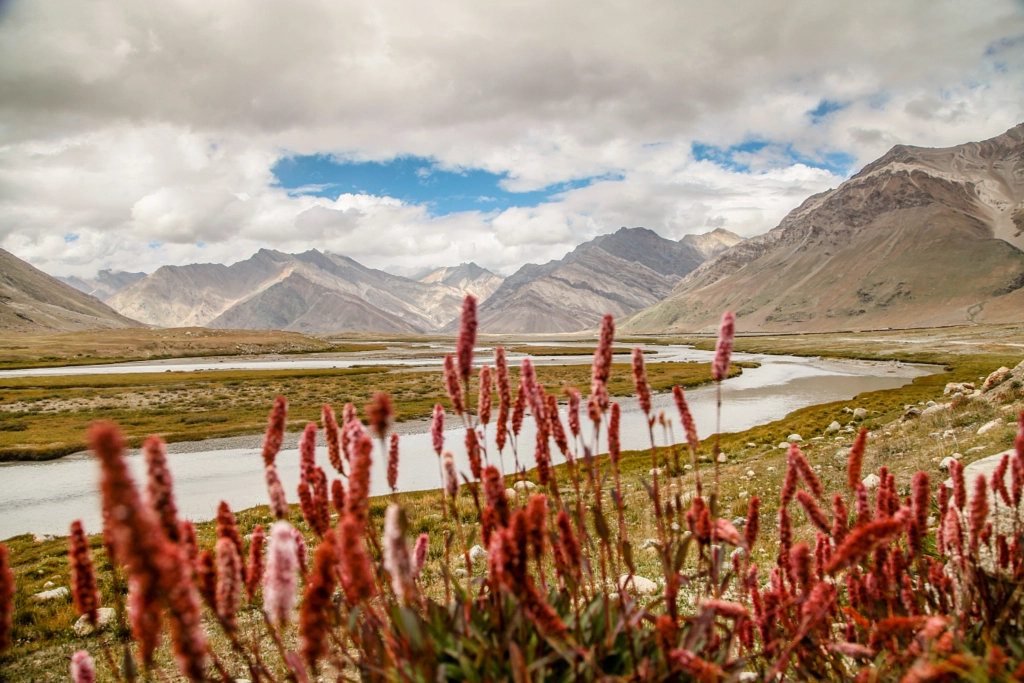 Knotweed by Ankit Lamba on 500px.com