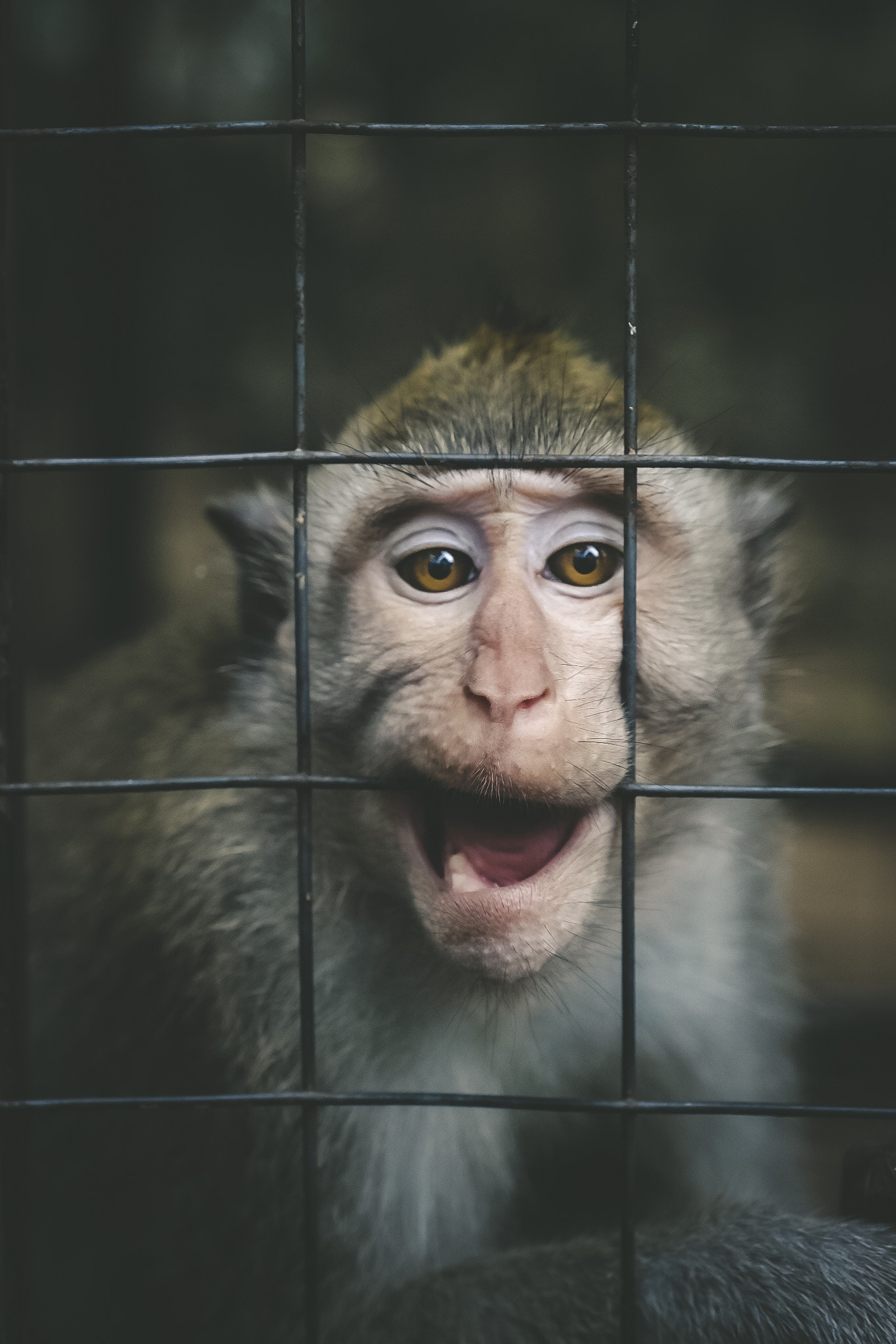 Monkey trapped in his cage