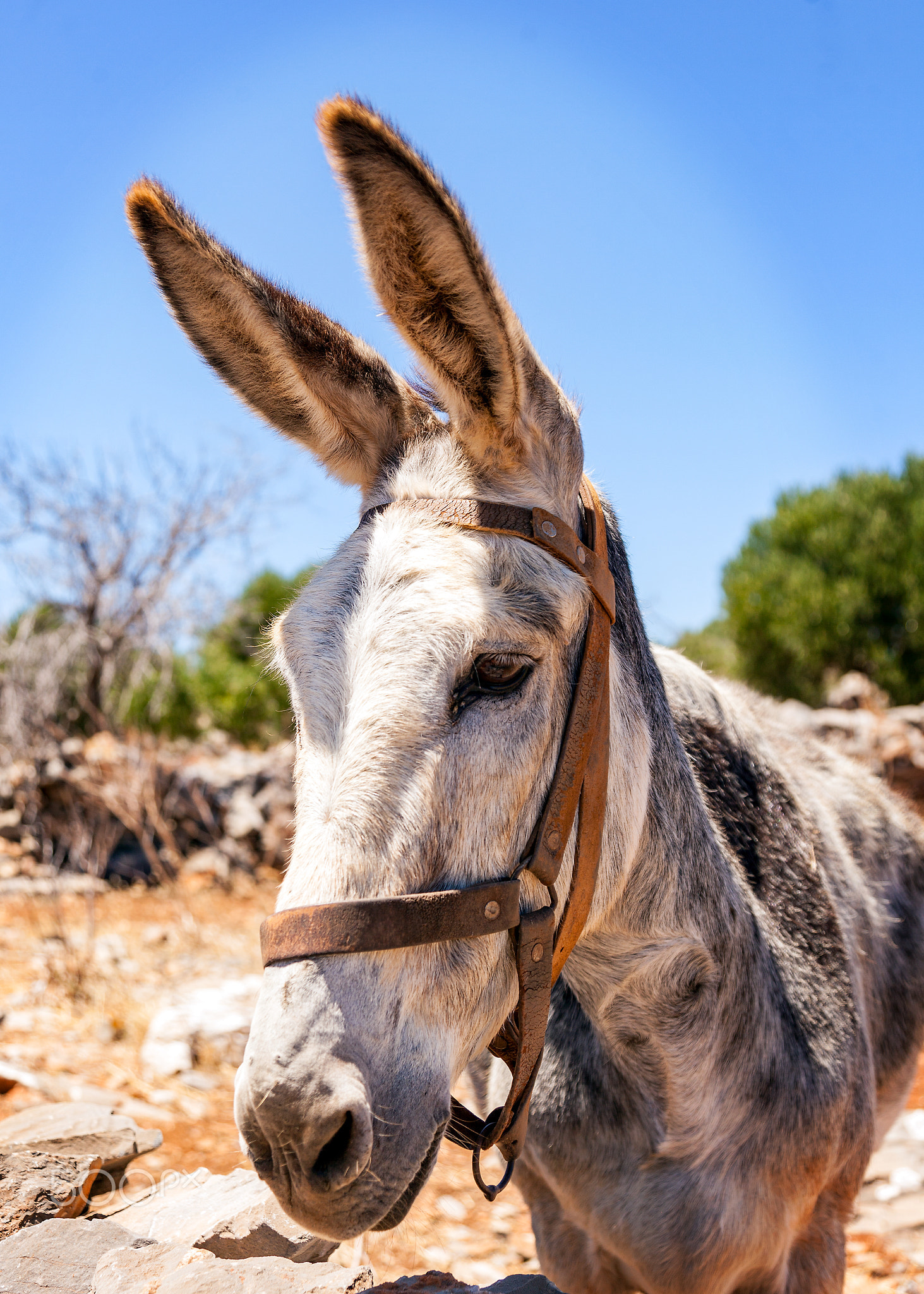Retired Donkey
