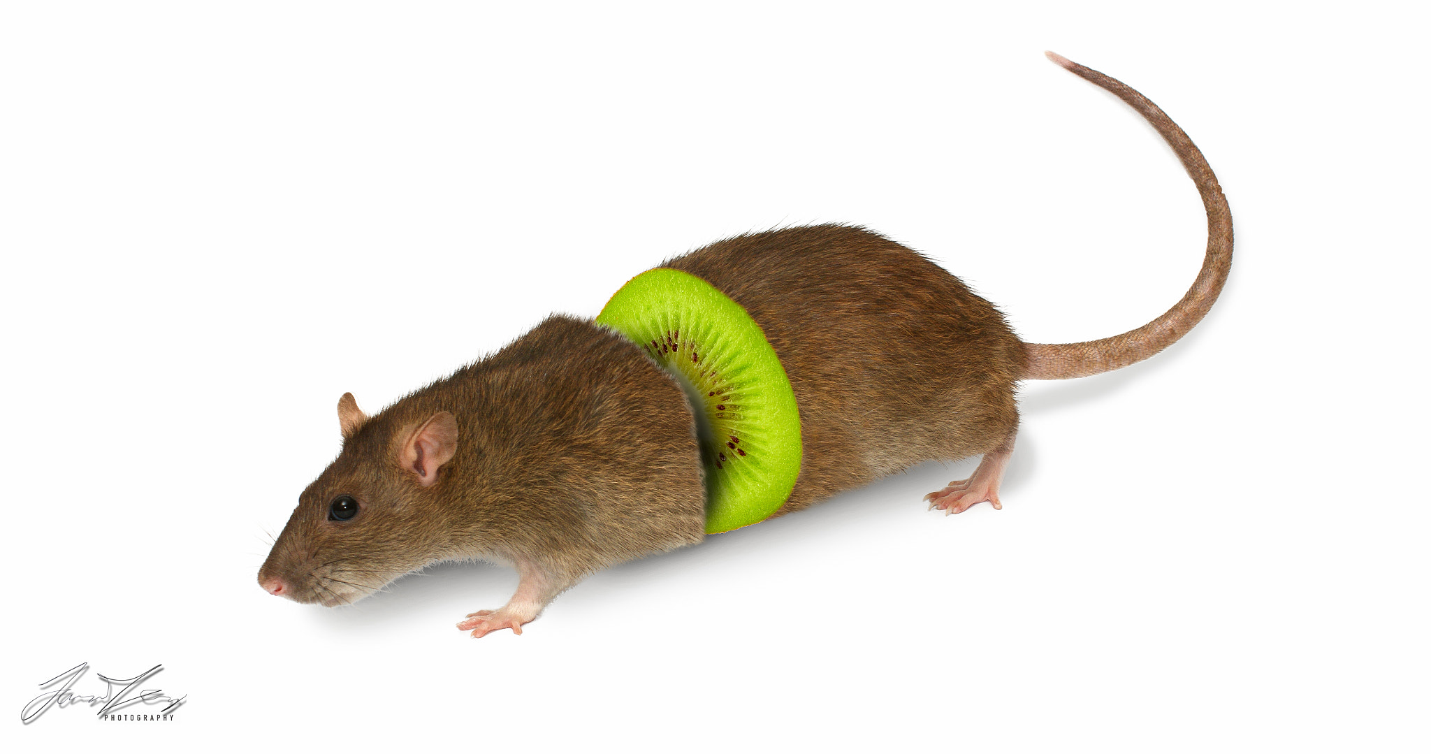Kiwi rat