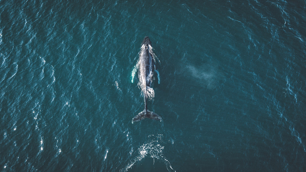 Once in life you have to see whales in person. Iceland is the perfect place for that. by Johannes Hulsch on 500px.com