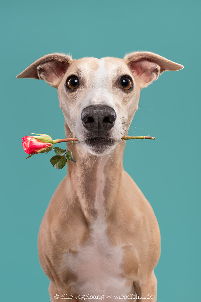 The Knight of the Rose by Elke Vogelsang on 500px.com