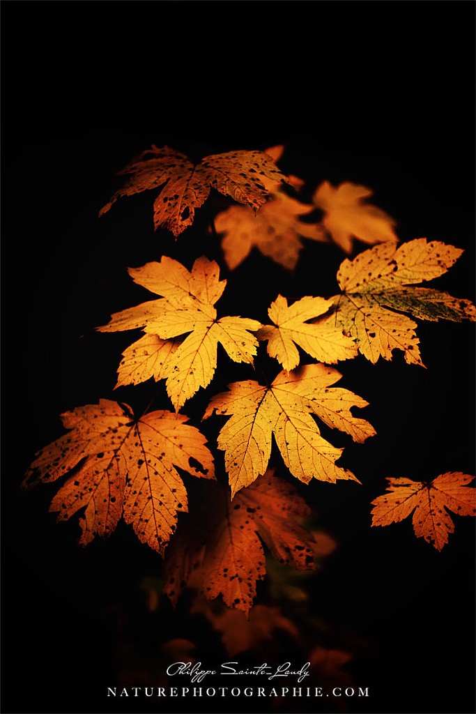 Autumn Photo by Philippe Sainte-Laudy on 500px.com