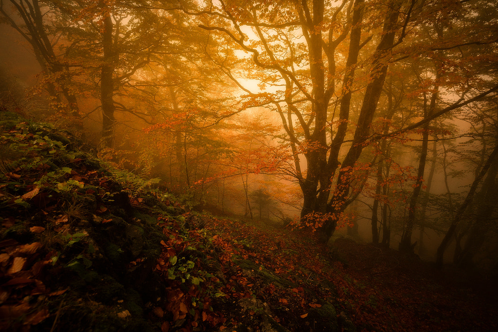 Fog season by Julien Delaval on 500px.com