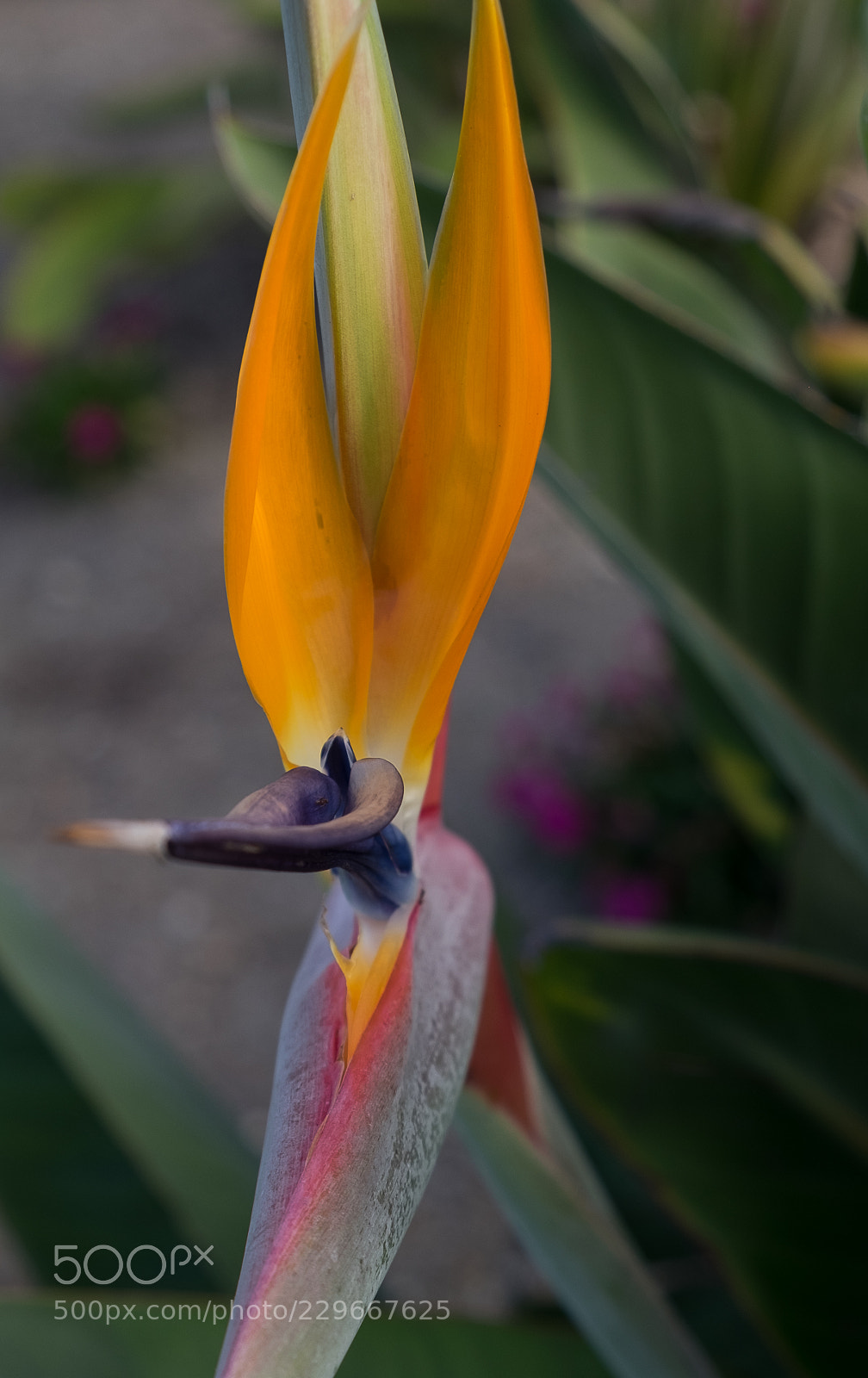 Fujifilm X-T1 sample photo. Morning floral glow photography