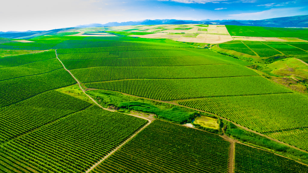 Vineyard by Amin Hajiyev on 500px.com