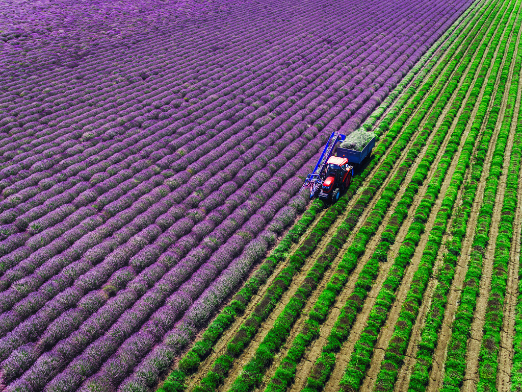 Aerial view of Tractor harvesting field of lavender by Valentin Valkov on 500px.com