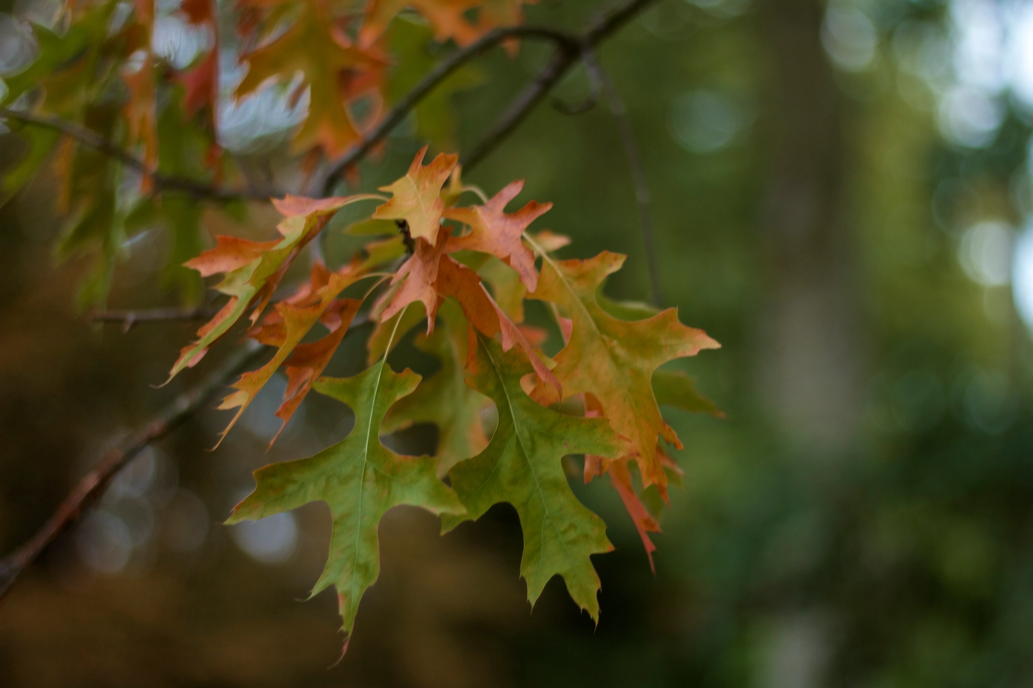 Autumn Colours (2651)