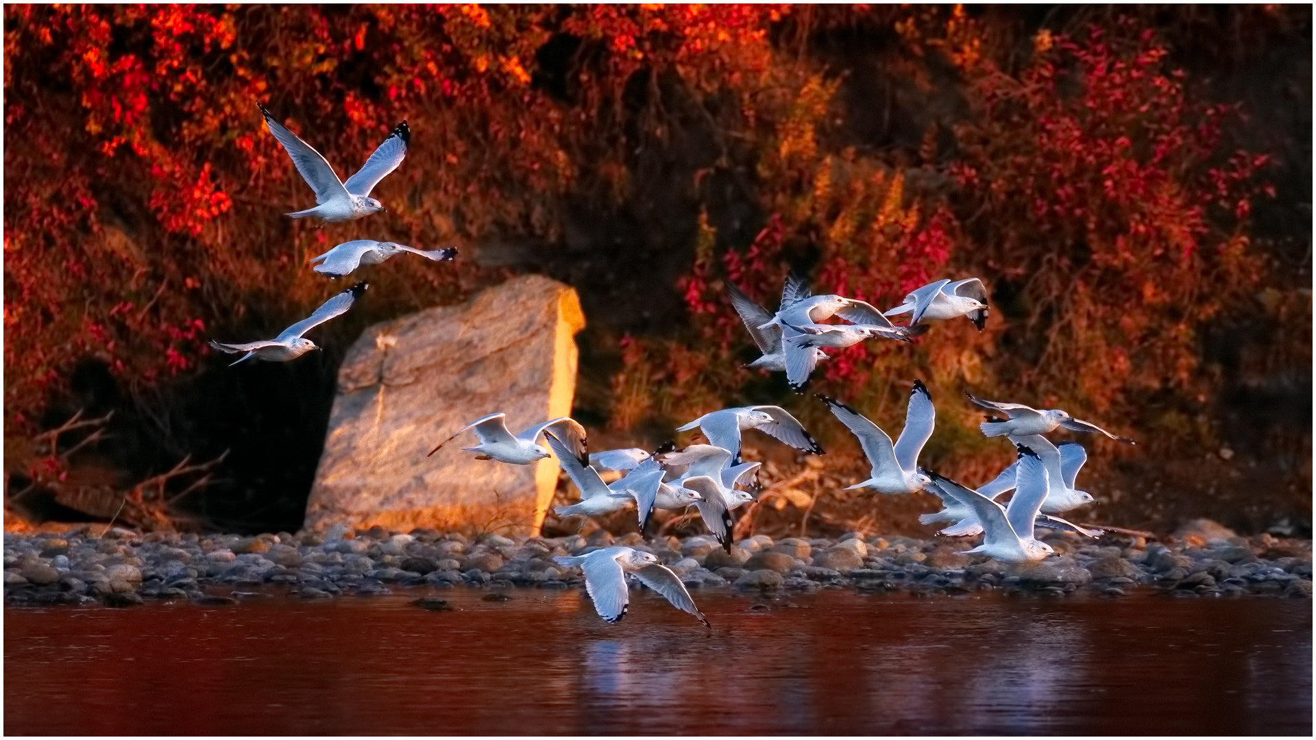 Gulls in Autumn Colours
