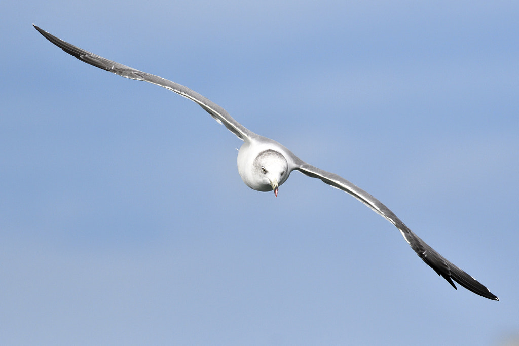 500px.comのKousuke Toyoseさんによる飛ぶカモメ