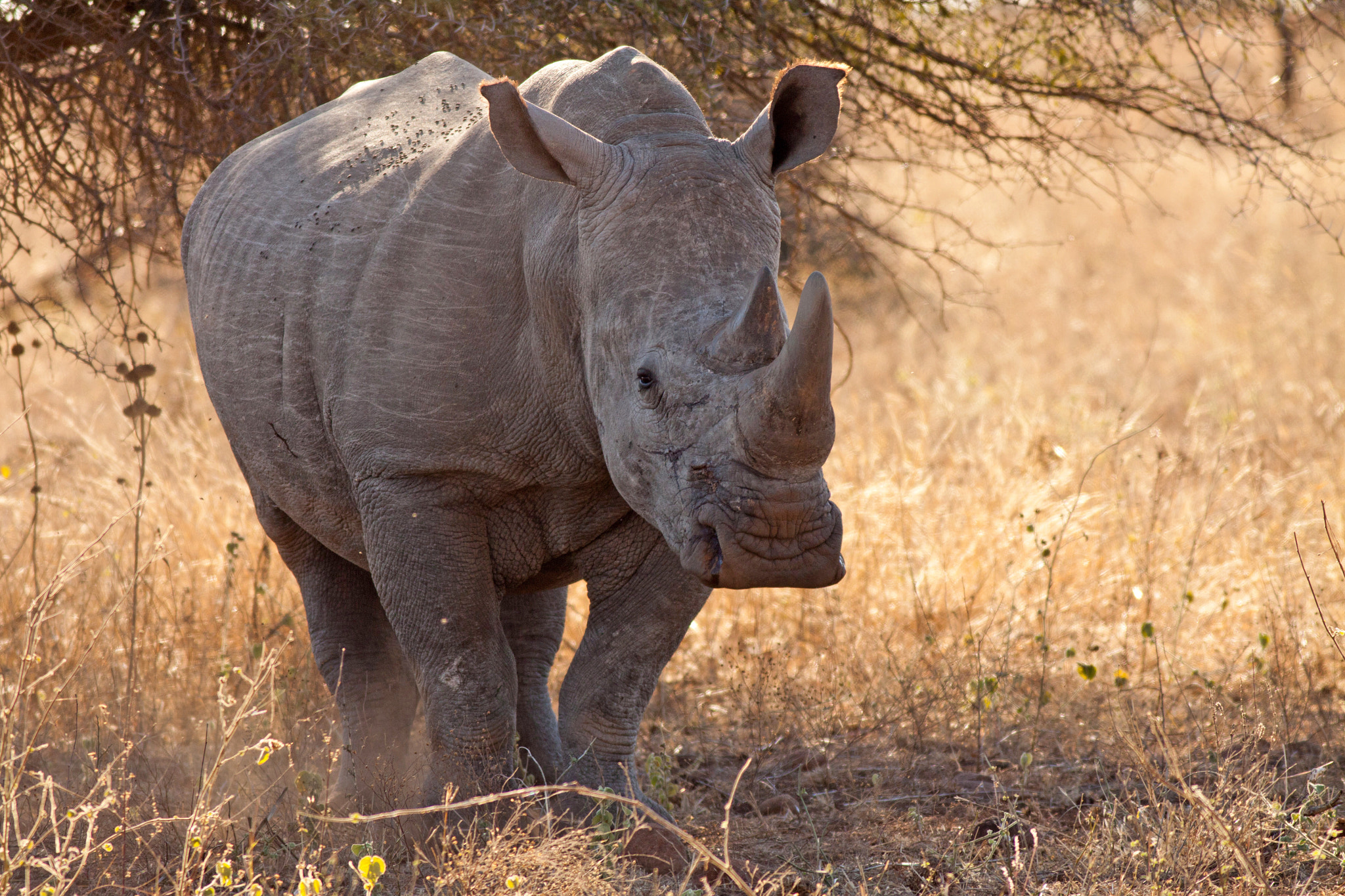 One to celebrate World Rhino Day