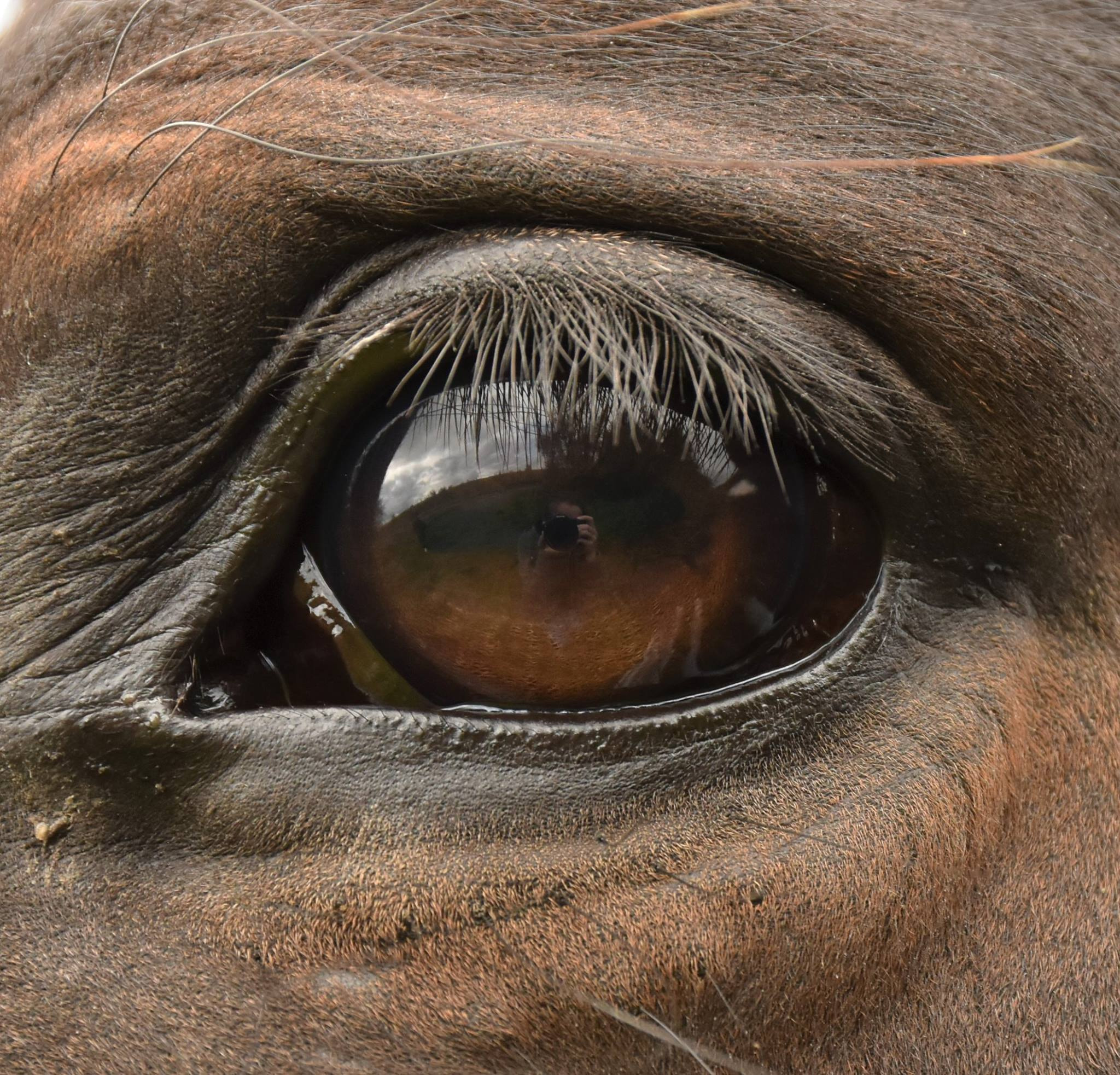 Horse eye by Marianne Bittencourt Mazzarella / 500px