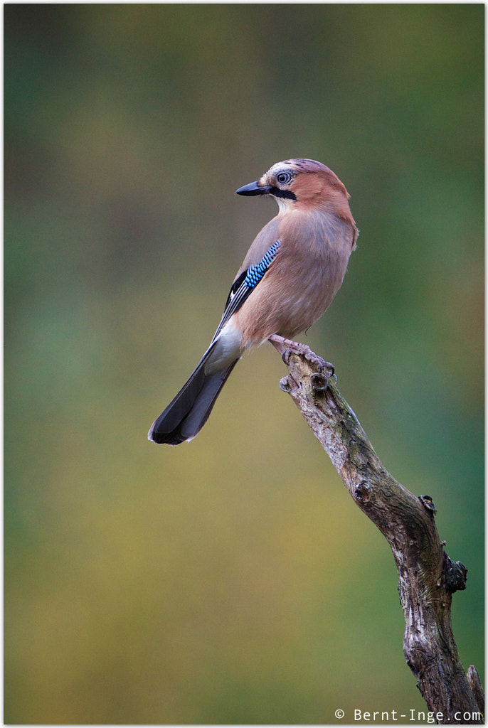 IMAGE: https://drscdn.500px.org/photo/230061423/m%3D900/v2?user_id=5676172&webp=true&sig=a00ba6b3e784c3a9d559f21c617f2415df9d74ccb997cc318f64619aec879061