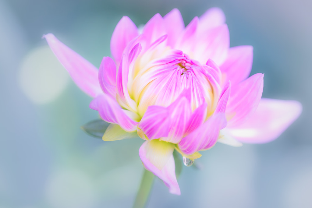 Dahlia by L.th on 500px.com