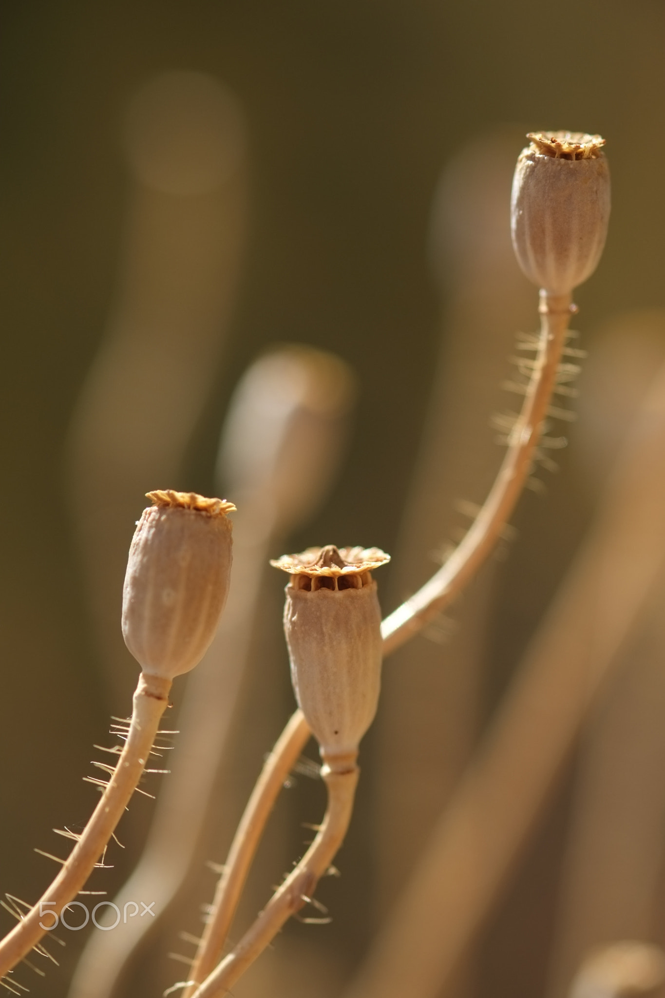 Dying Papaver rhoeas