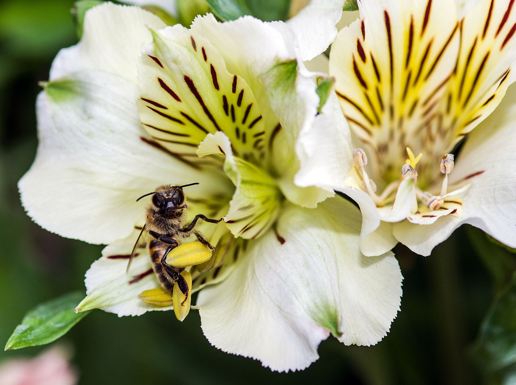 Feeding bee by Ashraf Saleh on 500px.com