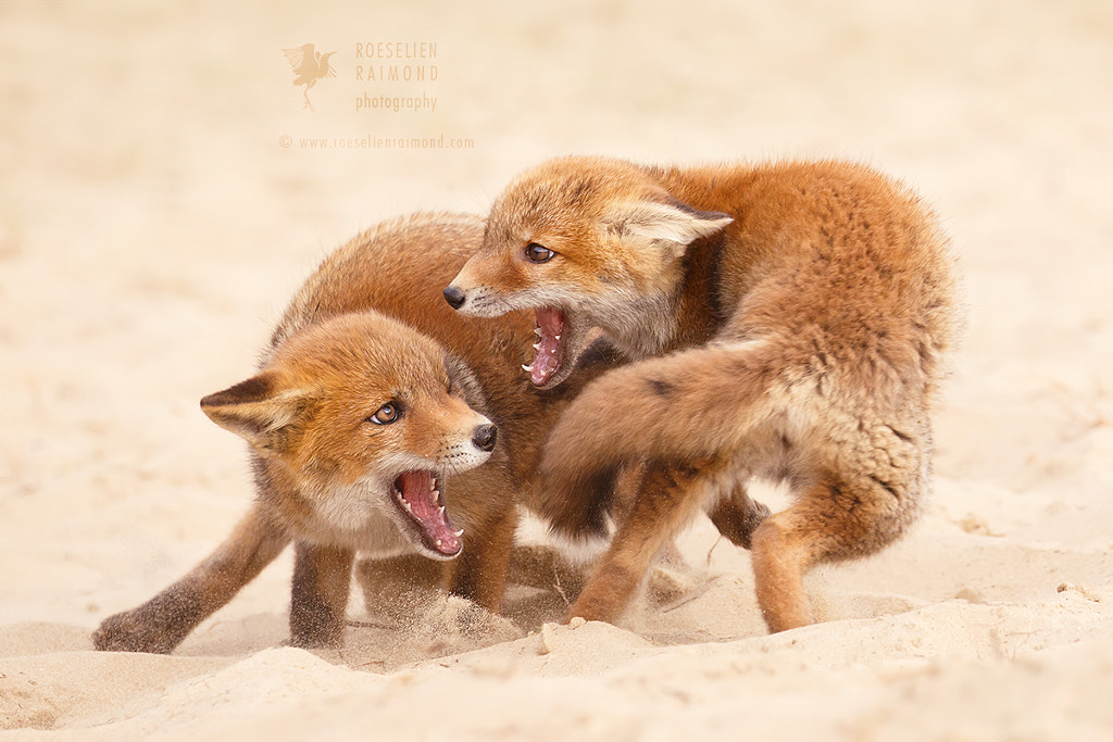 PlayFighting by Roeselien Raimond on 500px.com