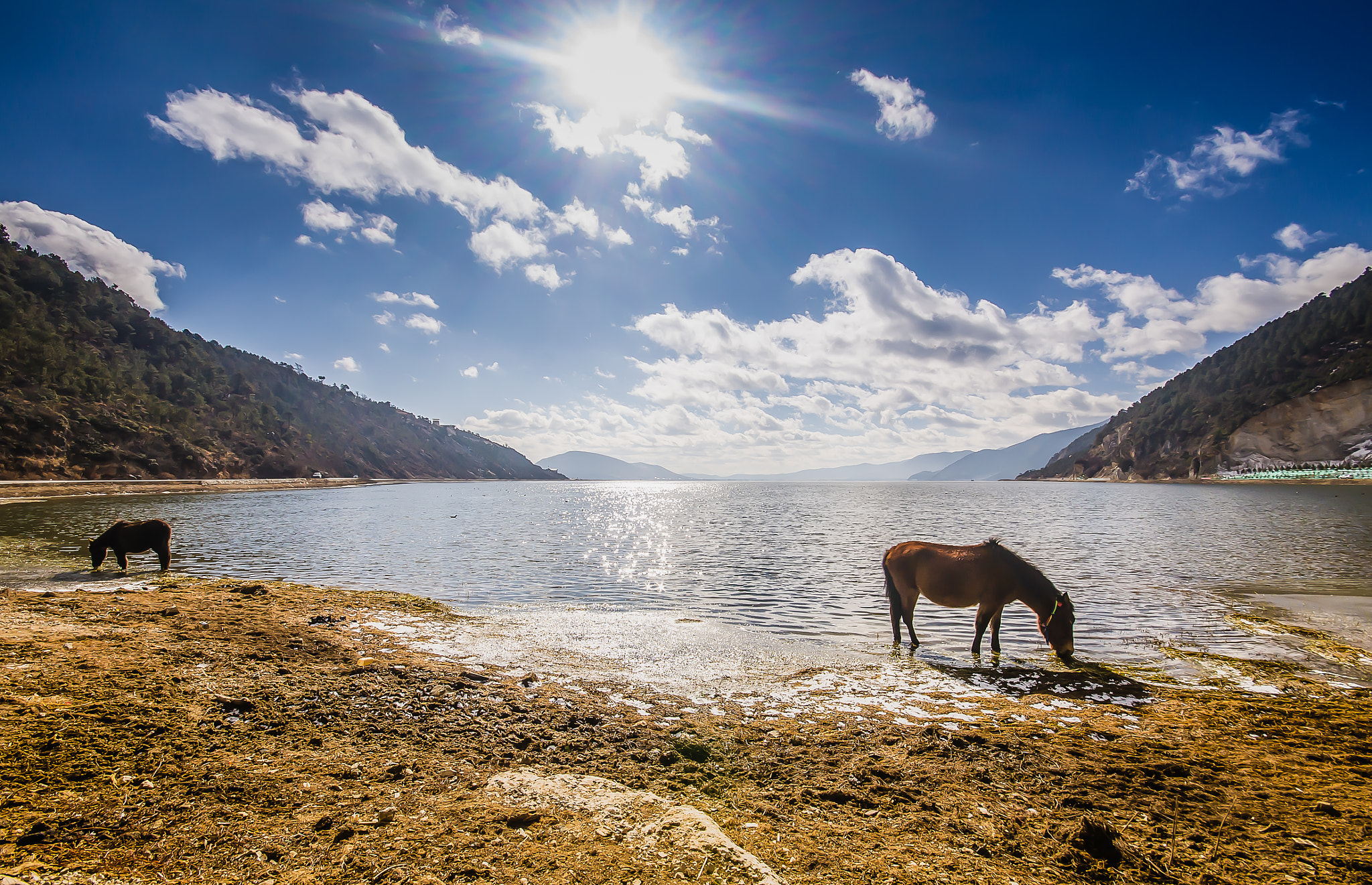 horse in lake