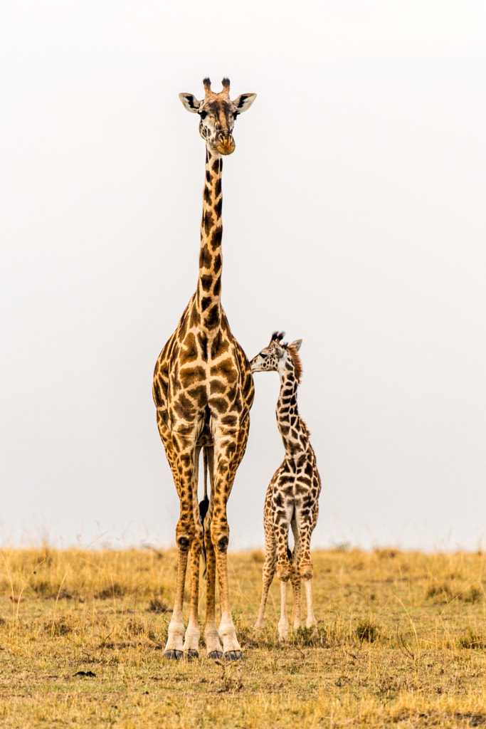 Standing Tall - Massai Giraffe Mother & Calf by Jennifer Watson on 500px.com