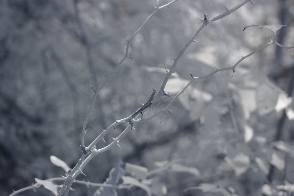 Thorns by Geoff Box on 500px.com