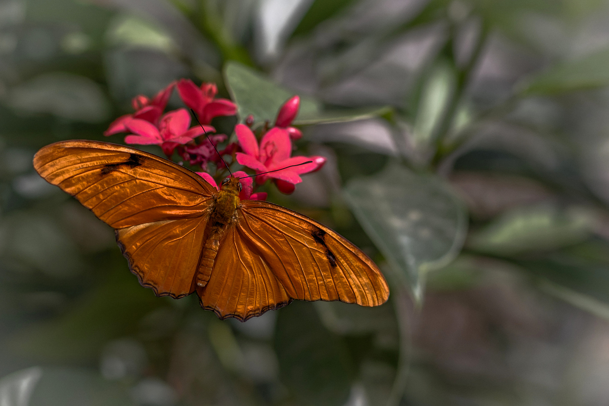 Spread your wings and fly