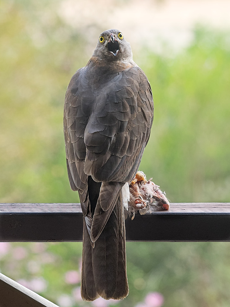 Breakfast Interupted by Paul Amyes on 500px.com