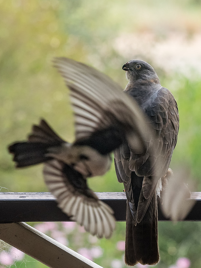 Breakfast Interupted by Paul Amyes on 500px.com