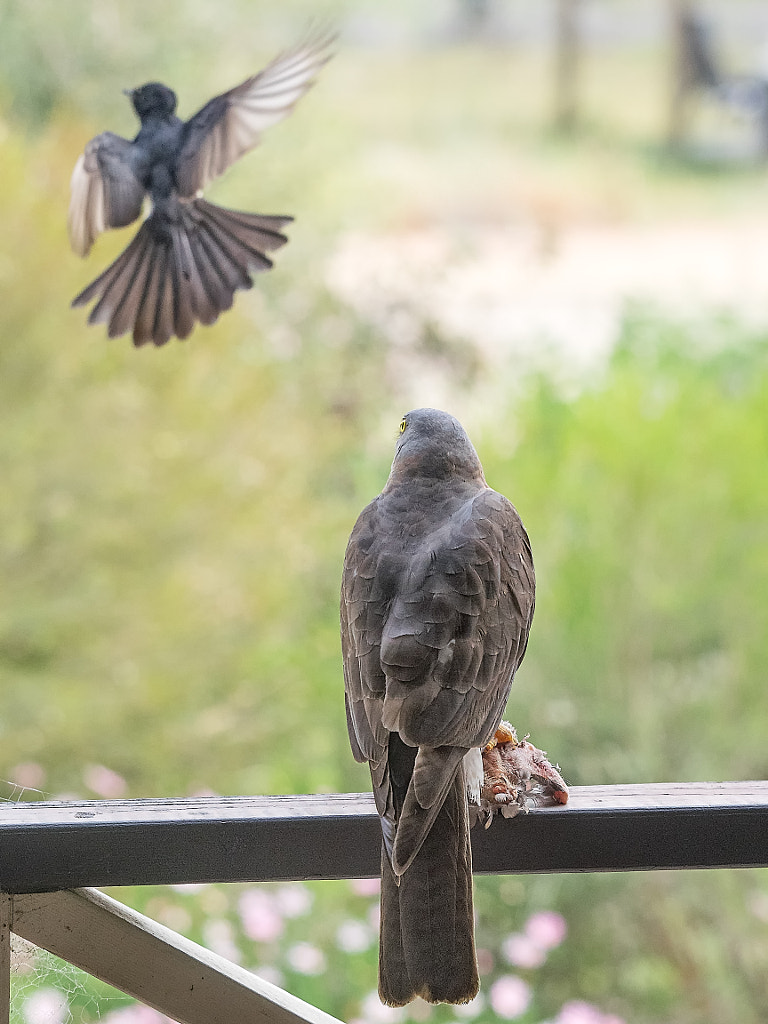 Breakfast Interupted by Paul Amyes on 500px.com