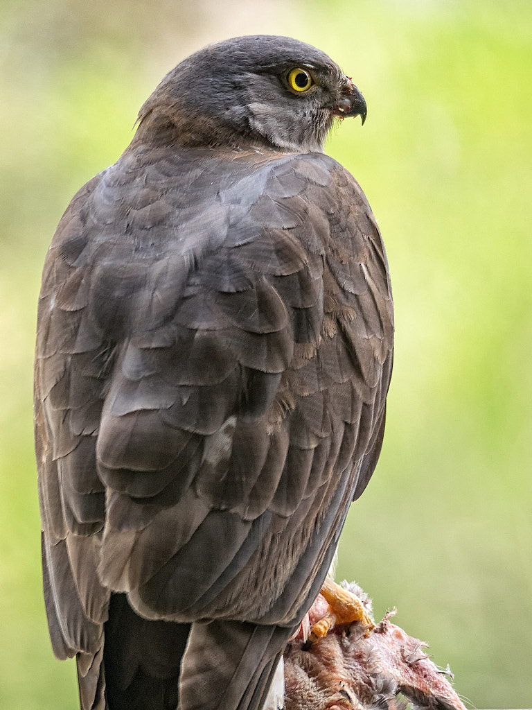 Breakfast Interupted by Paul Amyes on 500px.com