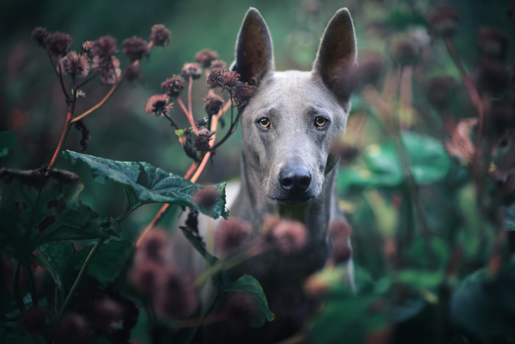 simple dog portrait. by Anne Geier on 500px.com