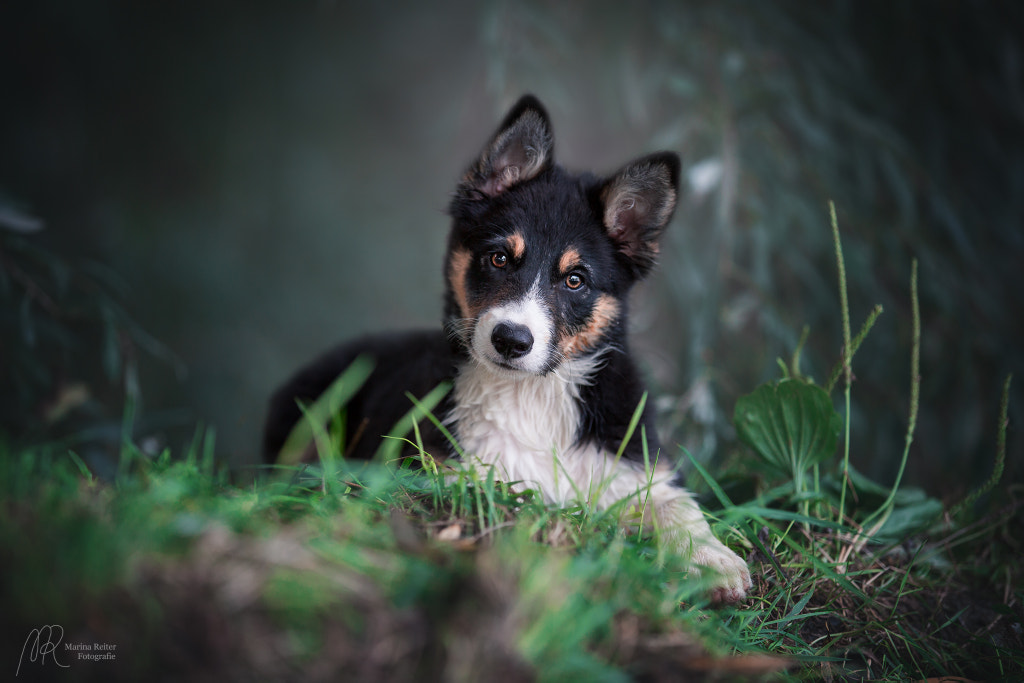 puppy Finn by Marina Reiter on 500px.com