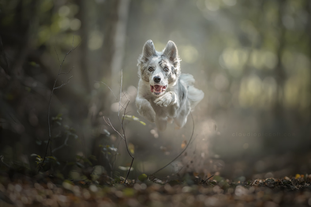 A ray of light in the forest by Claudio Piccoli on 500px.com