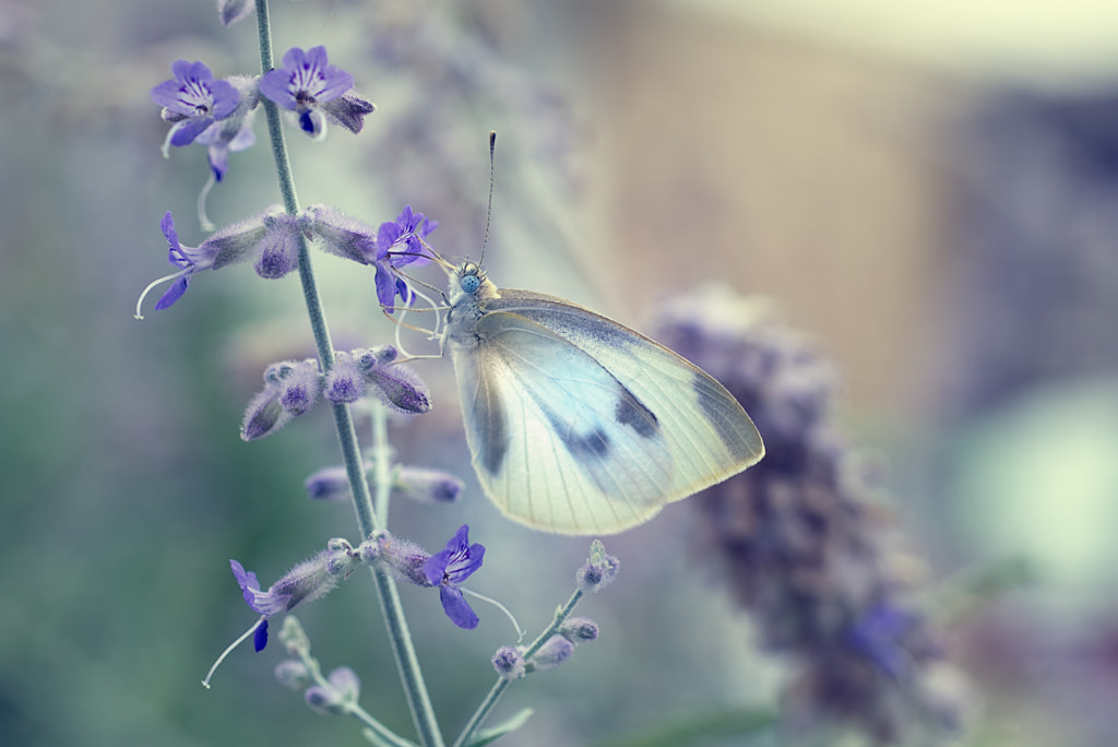 Transparent by Daniel Nica on 500px.com