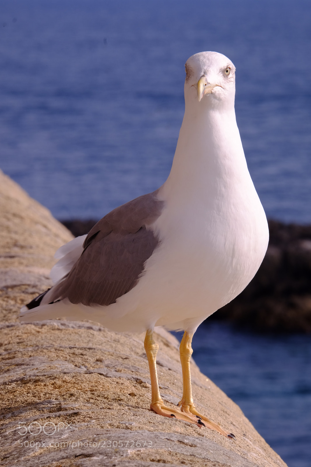 Fujifilm X-T1 sample photo. Seagull on gallipoli fortificationi photography