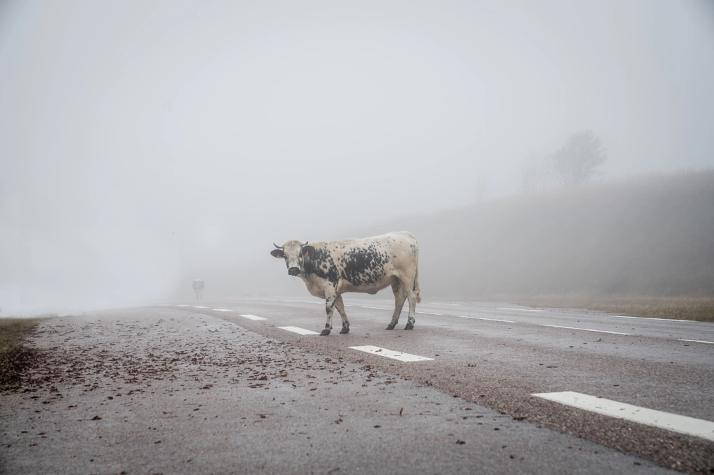 Foggy Cow von Benjamin Breitmaier auf 500px.com