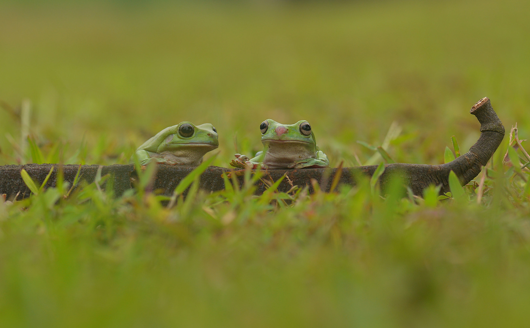 Dumpy Frog Couple
