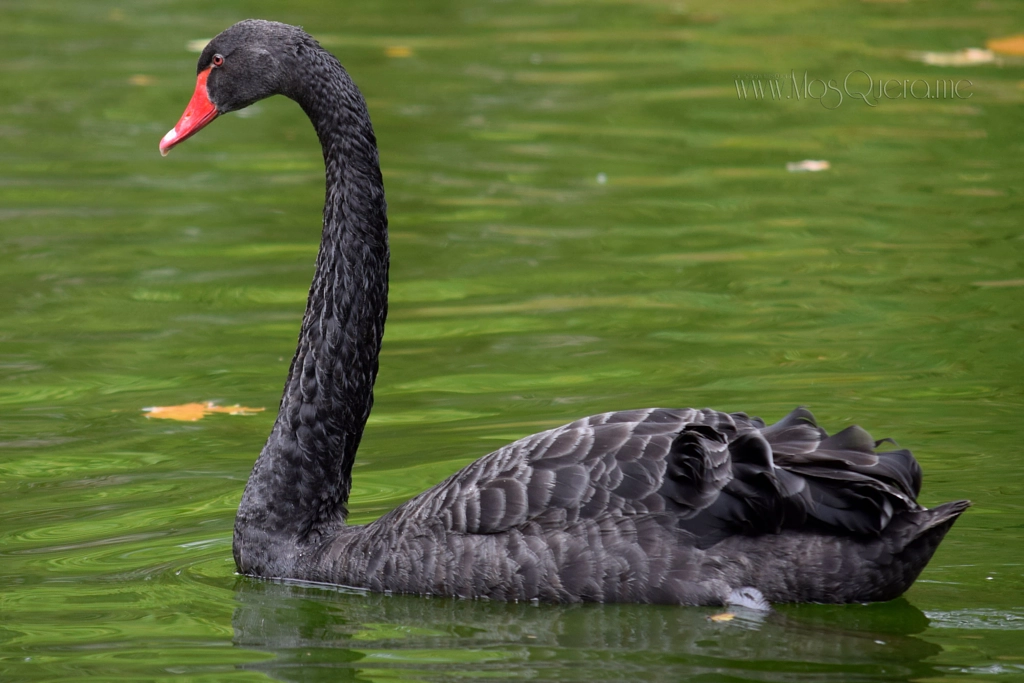 black swan de Xose Ramon en 500px.com