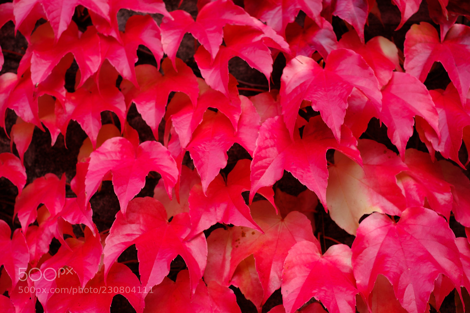 Fujifilm X-Pro2 sample photo. Autumn ivy photography
