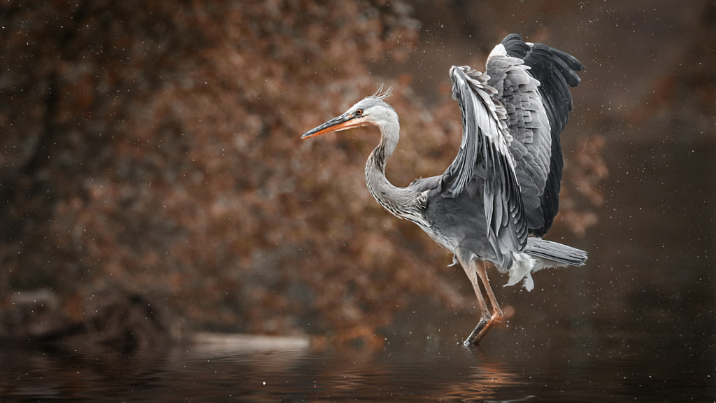 gray heron, автор — Detlef Knapp на 500px.com