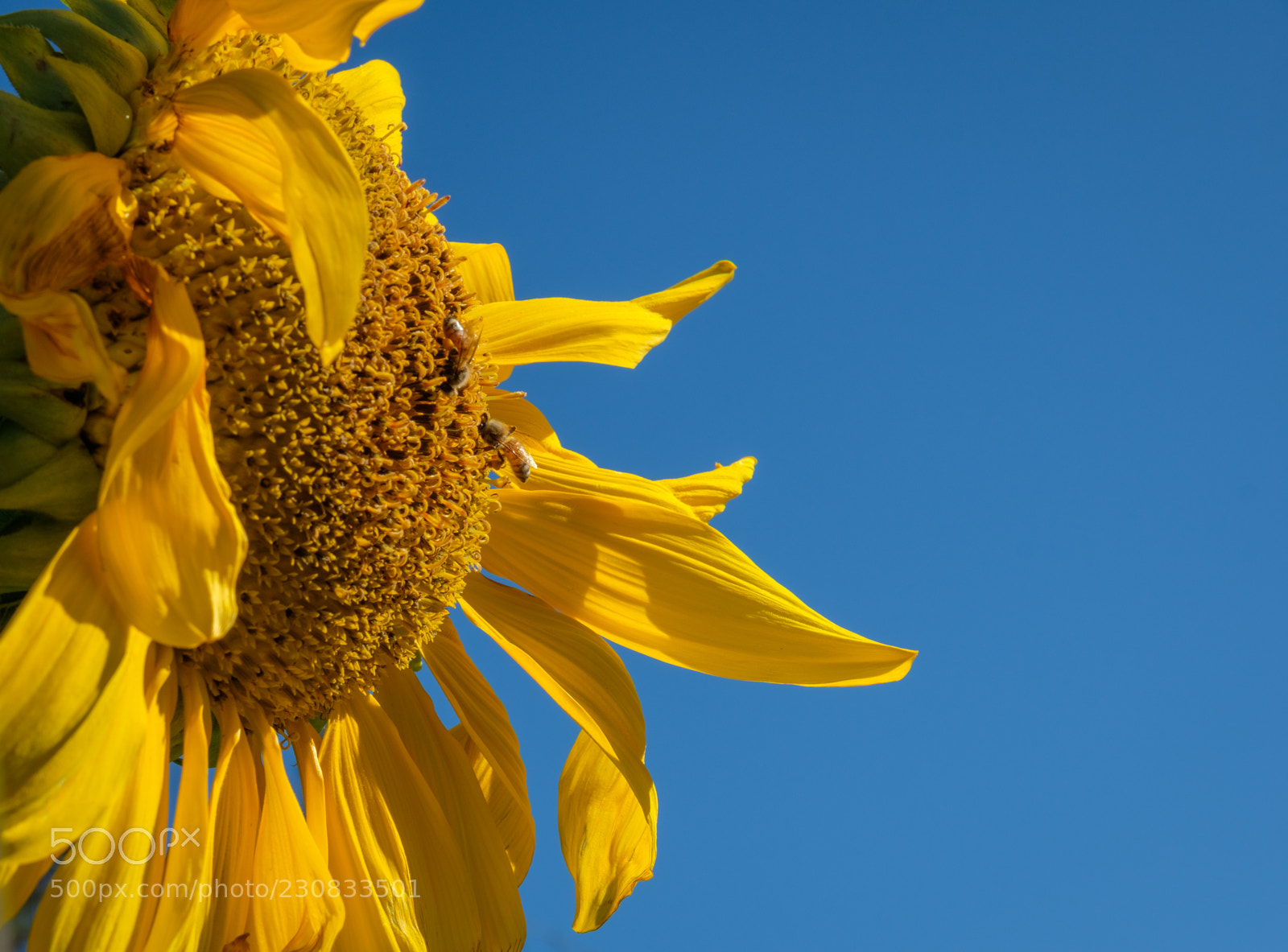 Fujifilm X-T2 sample photo. Complementary photography