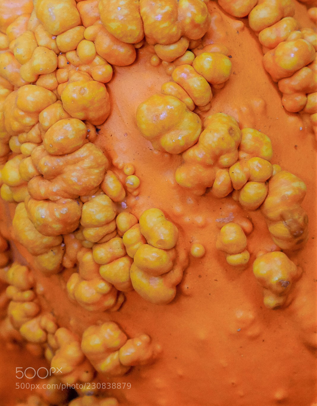 Fujifilm X-T1 sample photo. Bumpy pumpkin photography