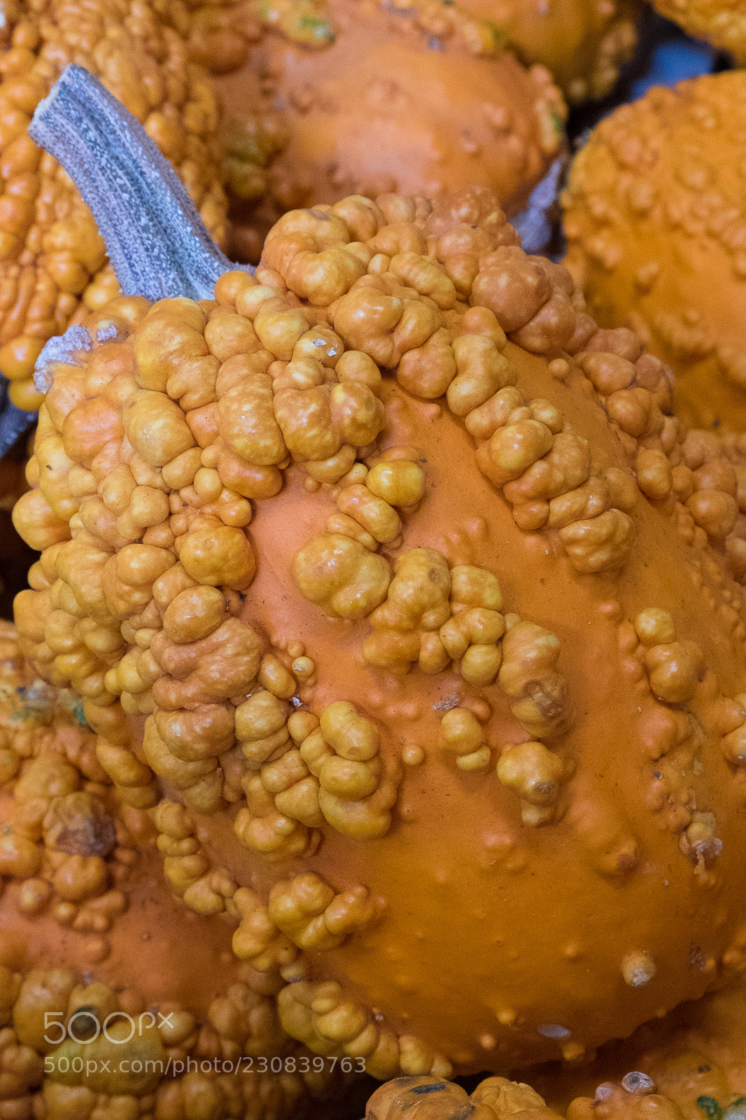 Fujifilm X-T1 sample photo. Blue stem pumpkin photography